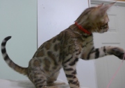 2023-08-25-12-semaines-Whippet-chaton-bengal-4