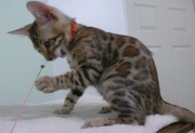 2023-08-25-12-semaines-Whippet-chaton-bengal-5