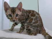 2023-08-25-12-semaines-Whippet-chaton-bengal-6
