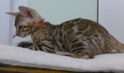 2023-08-25-12-semaines-Whippet-chaton-bengal-7