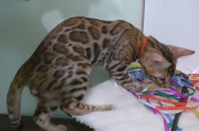 2023-10-21-20-semaines-Whippet-chaton-bengal-1