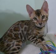2023-10-21-20-semaines-Whippet-chaton-bengal-2