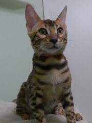 2023-10-21-20-semaines-Whippet-chaton-bengal-4