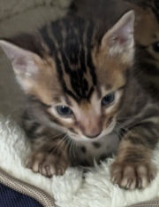 2021-05-31-40-jours-Morgane-chatte-bengale-1