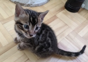 2021-05-31-40-jours-Morgane-chatte-bengale-2