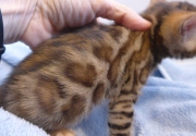 2023-04-18-1-mois-Aramis-chaton-bengal-2