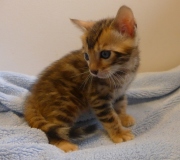 2023-04-18-1-mois-Aramis-chaton-bengal-3