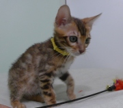 2023-06-19-3-mois-DAramis-chaton-bengal-1