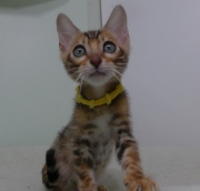 2023-06-19-3-mois-DAramis-chaton-bengal-3