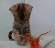 2023-06-19-3-mois-DAramis-chaton-bengal-4