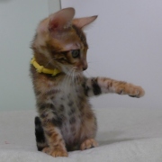 2023-06-19-3-mois-DAramis-chaton-bengal-5