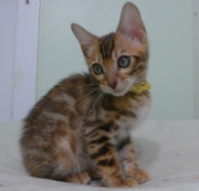 2023-06-19-3-mois-DAramis-chaton-bengal-7