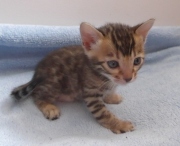 2023-04-18-1-mois-DArtagnan-chaton-bengal-1