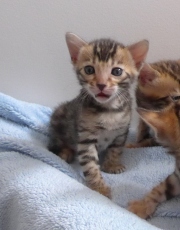 2023-04-18-1-mois-DArtagnan-chaton-bengal-2