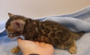 2023-04-18-1-mois-DArtagnan-chaton-bengal-3