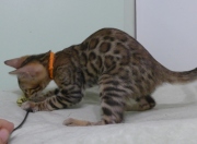 2023-06-19-3-mois-DArtagnan-chaton-bengal-10