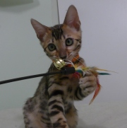 2023-06-19-3-mois-DArtagnan-chaton-bengal-3