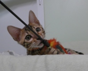 2023-06-19-3-mois-DArtagnan-chaton-bengal-5