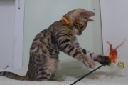 2023-06-19-3-mois-DArtagnan-chaton-bengal-6