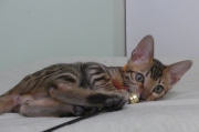 2023-06-19-3-mois-DArtagnan-chaton-bengal-7