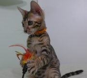 2023-06-19-3-mois-DArtagnan-chaton-bengal-8