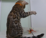 2023-06-19-3-mois-DArtagnan-chaton-bengal-9