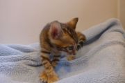 2023-04-18-1-mois-Porthos-chaton-bengal-12