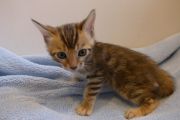 2023-04-18-1-mois-Porthos-chaton-bengal-14
