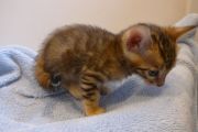 2023-04-18-1-mois-Porthos-chaton-bengal-20