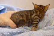 2023-04-18-1-mois-Porthos-chaton-bengal-6