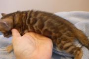 2023-04-18-1-mois-Porthos-chaton-bengal-7