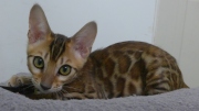 2023-07-22-4-mois-Porthos-chaton-bengal-1