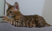 2023-07-22-4-mois-Porthos-chaton-bengal-2