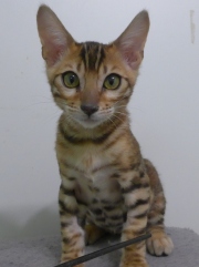 2023-07-22-4-mois-Porthos-chaton-bengal-3