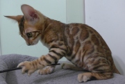 2023-07-22-4-mois-Porthos-chaton-bengal-4