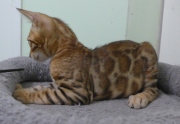 2023-07-22-4-mois-Porthos-chaton-bengal-5