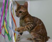 2023-10-21-7-mois-Porthos-chaton-bengal-1