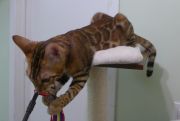 2023-10-21-7-mois-Porthos-chaton-bengal-2