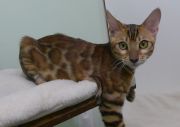 2023-10-21-7-mois-Porthos-chaton-bengal-3