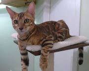 2023-10-21-7-mois-Porthos-chaton-bengal-4