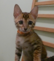 2022-08-10-9-semaines-Guinee-chaton-bengal-2