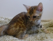 2022-08-10-9-semaines-Guinee-chaton-bengal-3