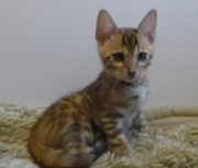 2022-08-10-9-semaines-Guinee-chaton-bengal-4