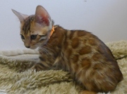 2022-08-10-9-semaines-Guinee-chaton-bengal-5