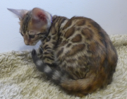 2022-08-10-9-semaines-Namibie-chaton-bengal-4