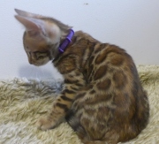 2022-08-10-9-semaines-Namibie-chaton-bengal-5