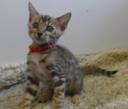 2022-08-10-9-semaines-Somalie-chaton-bengal-1