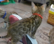 2022-08-10-9-semaines-Somalie-chaton-bengal-2