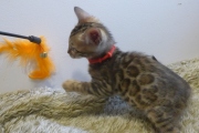 2022-08-10-9-semaines-Somalie-chaton-bengal-5