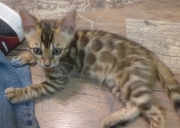 2022-08-10-9-semaines-Tanzanie-chaton-bengal-1